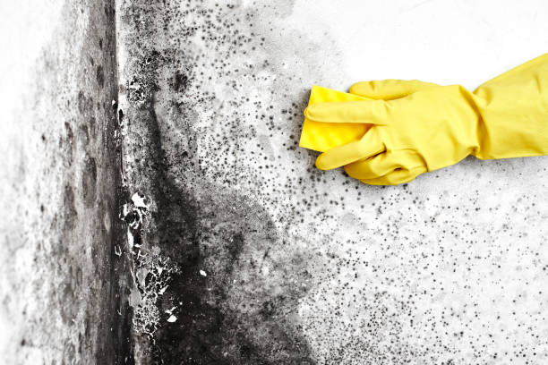 Best Same-Day Mold Removal  in Como, WI