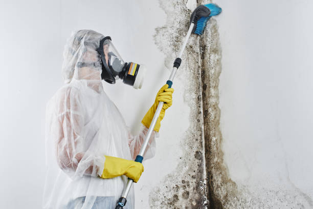 Best Local Mold Removal Service  in Como, WI