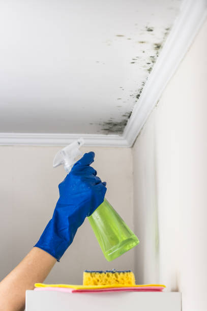 Best Certified Mold Removal  in Como, WI