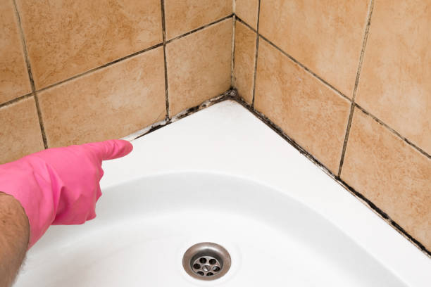 Mold Removal Process in Como, WI